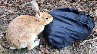 Rabbit too interested in my bag