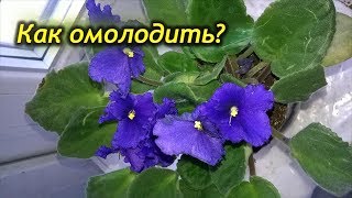 Как омолодить  старую фиалку? Обновление фиалки в домашних условиях.