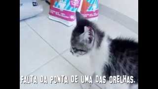 Gatinha para adopção na Clínica Veterinária Bola de Pêlo -  Agosto 2014