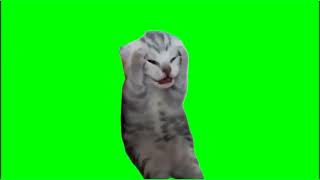 Green screen cats 3