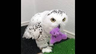 lets play #owls