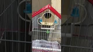 Budgie Find His Partner #tranding #viralvideo #shorts #viralshorts #viral