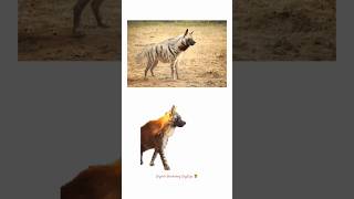 English Learning| Carnivorous Animals|