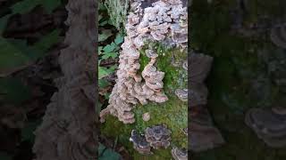 Be yourself. #shorts #nature #mushroom #outdoors #inspiration #turkeytail #misterjeff #abundance