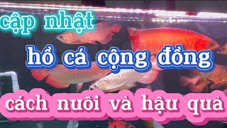 Cập Nhật Hồ Cá Cộng Đồng | Cách Nuôi Cá Cộng Đồng | Cá Rồng | Chú Đầu Bạc