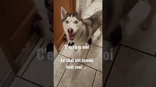 #short husky et chat les meilleurs amis du monde