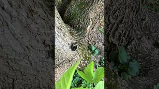 Baby Woodpecker