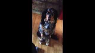 Begging Wiener Dog