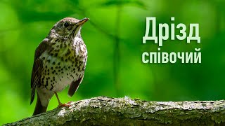 Дрізд співочий | Song thrush | Turdus philomelos | Птахи Вінниччини