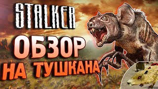 [S.T.A.L.K.E.R.] ВСЁ о ТУШКАНАХ | Как их создали?