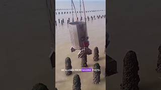 Machinery operator removing mollusks from marine posts