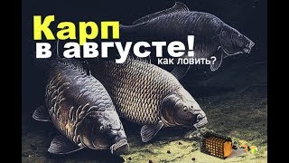 Как на что и где ловить карпа в августе? Хитрости ловли карпа в августе!