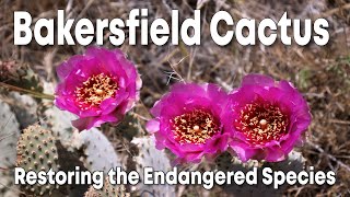 Restoring Endangered Bakersfield Cactus