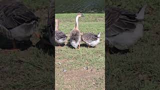 #geese  #shorts #park #aggressivegeese #wildlife #domesticated