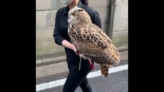 walking with the big Owl