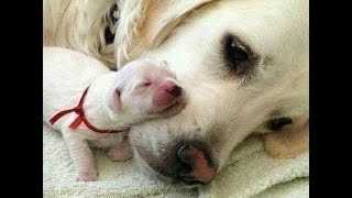 😺 Мамино счастье! 🐕 Смешное видео с собаками, кошками и котятами! 😸