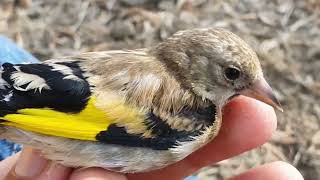 مرحلة صيد جديد في شمال الرياض فراخ الحسون Morocco goldfinch