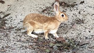 Baby rabbit a little curious about humans