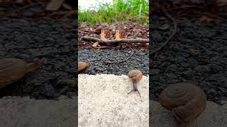 🐌🐌 super cute baby #animals #shorts #viral #video