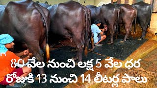 హర్యానా నుంచి ఆంధ్రాకి వస్తున్న 11 స్వచ్ఛమైన ముర్రాజాతిగేదెలు #PureMurraBuffalosfor saleinAP#i3media