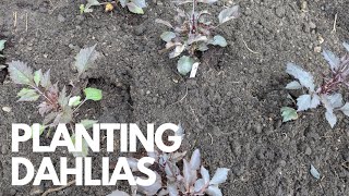 Planting Dahlias