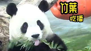 圓寶竹葉吃播，吃累了頭抬超高一動不動，模樣好可愛|熊貓貓熊The Giant Panda Yuan Yuan and Yuan Bao|台北市立動物園