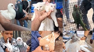 Jama Masjid Bird Market Delhi🕊29-9-2024🕊parrot Cat Pigeon Market🕊Jama Masjid kabootar Market Delhi🕊