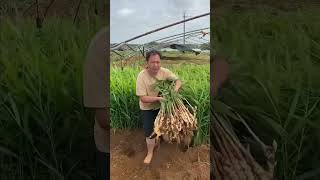 Mẹo trồng gừng nhiều củ #shortsfeed #funny