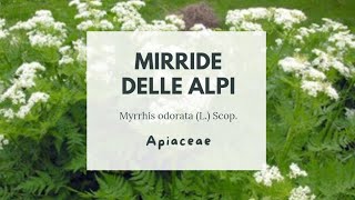 FINOCCHIELLA - MIRRIDE ODORATA - MIRRIDE DELLE ALPI IN FRUTTO Myrrhis odorata