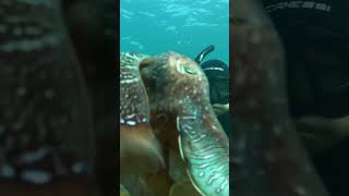 CUTTLEFISH SWIM (AUSTRALIA)