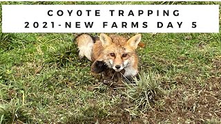 Coyote Trapping 2021 New Farms Day 5