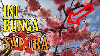 INI BUKAN BUNGA SAKURA !!!!