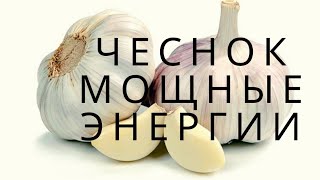 Стрелка чеснока - спираль Мишина. Донышко корня --- экран для улавливания энергии. (АРГОН --Райха)