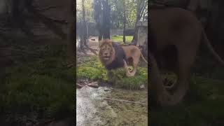 angry lion #animals #shorts #beautiful #dangerous #angry