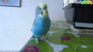 A parrot dances.  Попугай танцует.  Positive video.