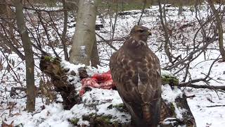 Common buzzards and common ravens