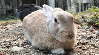 Rabbit becoming more and more like a loaf of bread