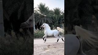 الجواد العربي الجميل الاصيل 🔥🐴