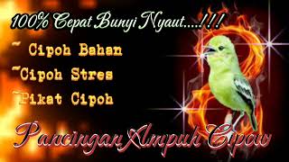 100% ampuh pancingan burung cipoh supaya cepat gacor#cipowgacor