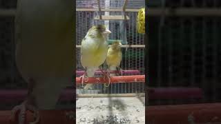 canary bird #subscribe #like #shorts #short  #shortvideo #shortsvideo #birds