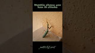 Mantis shows the way it climbs