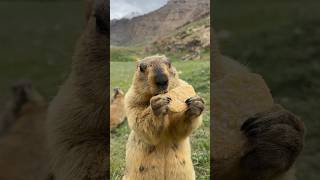 Cute Himalayan Marmot Enjoying Delicious Cookies!#cutemarmot #cuteanimals #marmot #marmota #wildlife