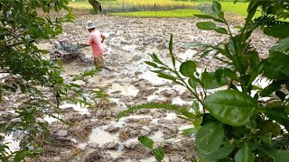 Traktor Dan Cangkul Manual Membajak sawah,Masih Menggunakan Alat Sederhana Seperti Cangkul❗