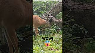 WICKED Velvet DROP TINE Buck on Trail Camera!!! #shorts #trailcamvideos #deer