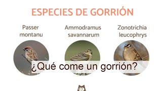 Descubre la Dieta del Gorrión: ¿Qué Comen Realmente Estos Pequeños Pájaros?