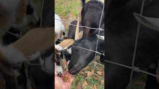 They won’t let the baby goats eat