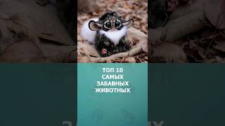 Топ 10 самых забавных животных #животные #топ10 #комарик #интересное #шортс #shorts