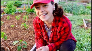 Pruning Tomatoes & Peppers | Week 12 Vlog | Texas Garden Zone 8b