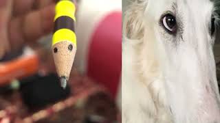 Didn't I do it for you - Borzoi meme