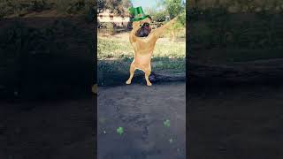 dog 🐕 funny # dance 😂 viral 🤩 video # trending 😍 short 🙏